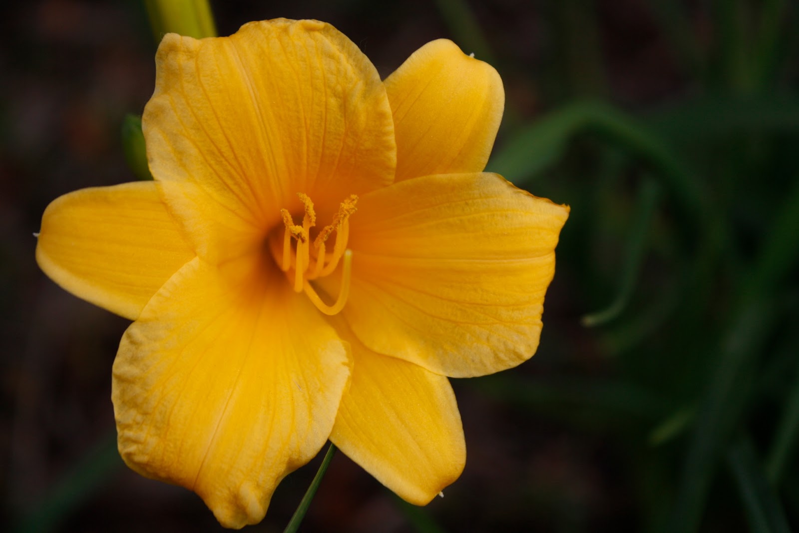From British Columbia Canada..... JUNE FLOWERS