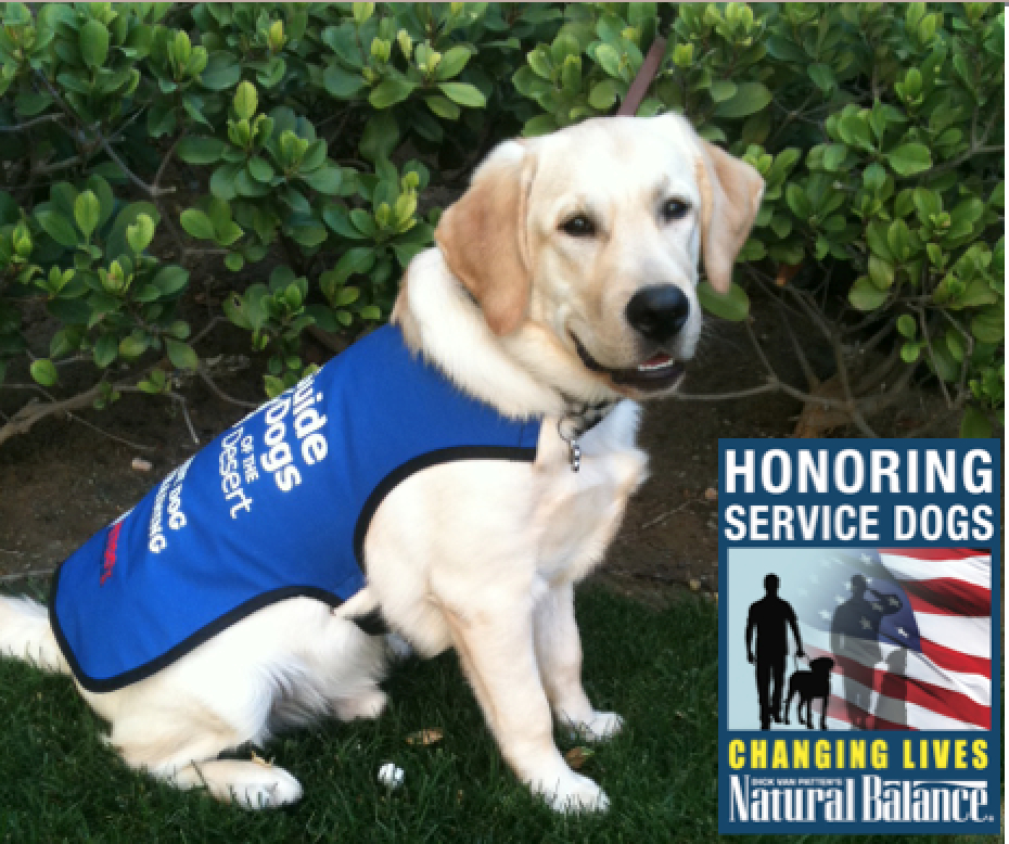 How To Train A Service Dog For Balance How To Train A Service Dog For Balance