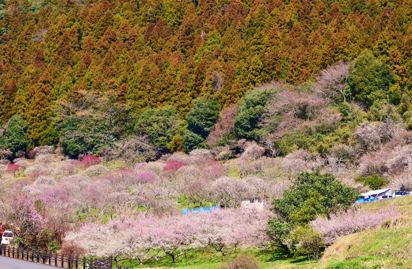 和の花だより 三岳梅林公園 小倉南区 14