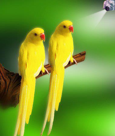 yellow parrots hd latest wallpapers free hd wallpapers