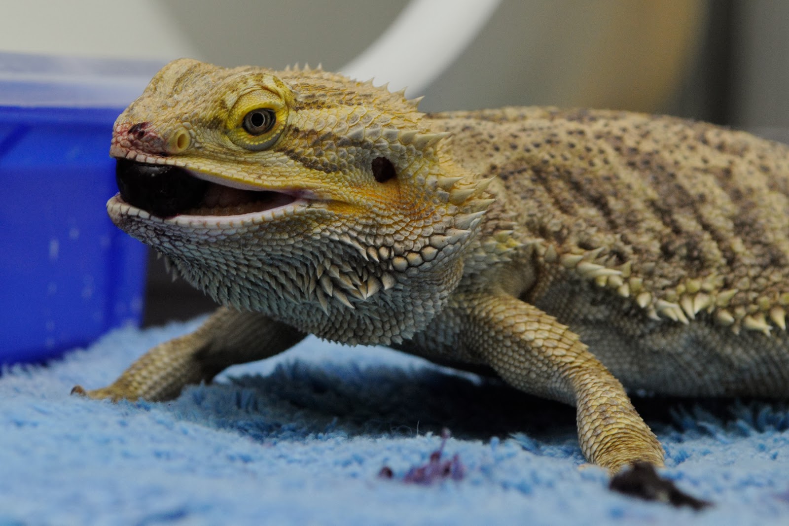 Small Animal Talk Lizard medicine 101 How do you treat a sick bearded