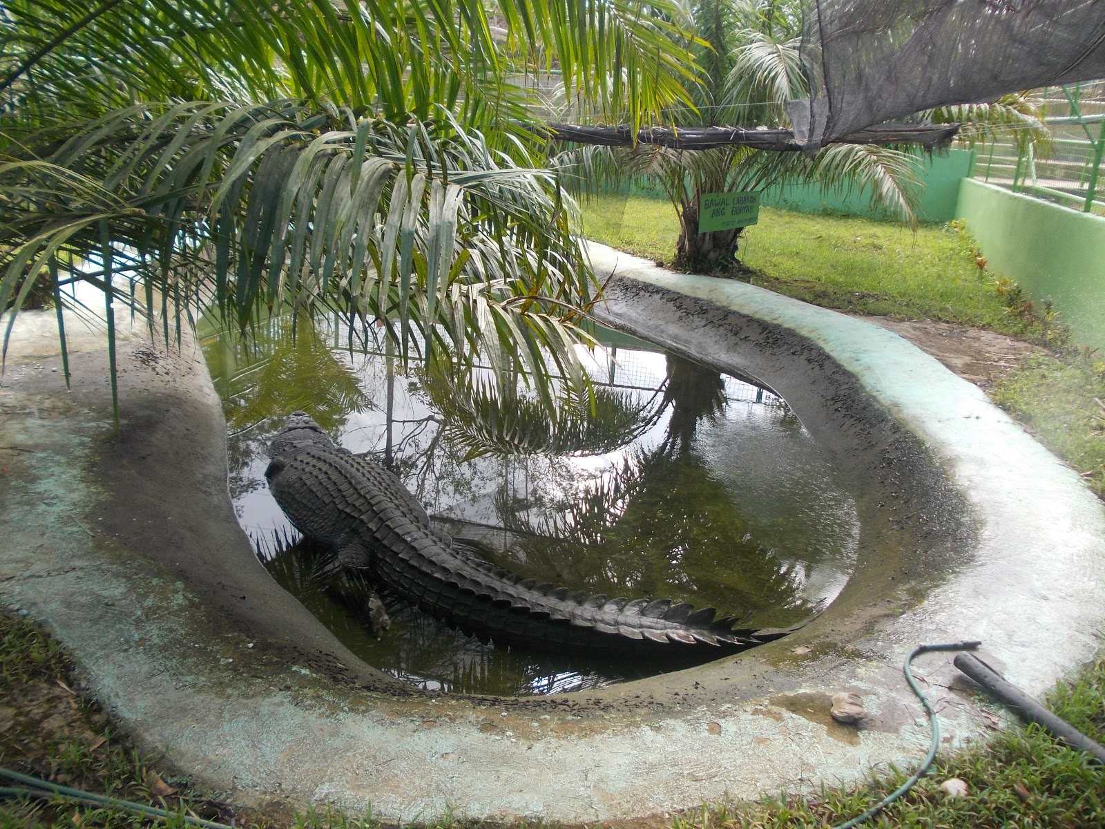 islandscoop Updated 'Lolong' Biggest Crocodile on Record, Dead