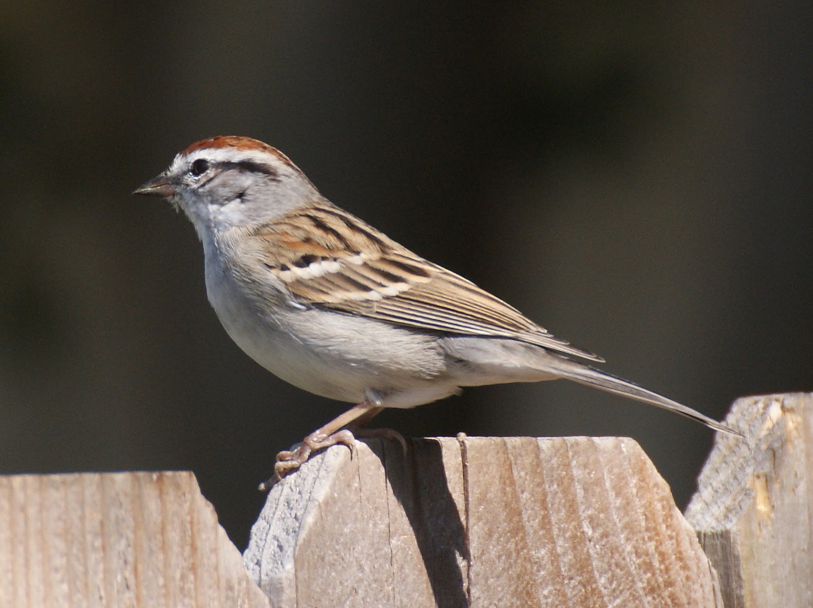 SE Texas Birding & Wildlife Watching Not So Fast!