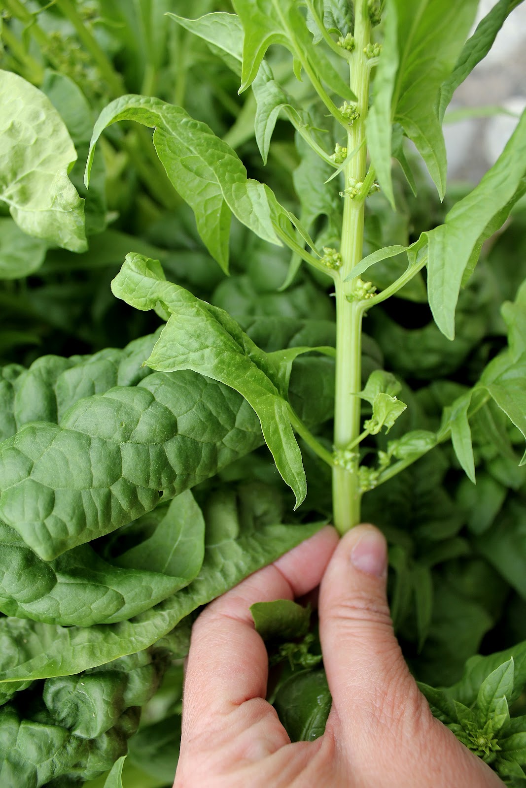 My Mountain Garden Gleanings Saving Spinach Seeds