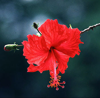 hibiscus rosa sinensis, marissa haque, tika bisono