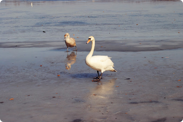 DSC_1456.JPG