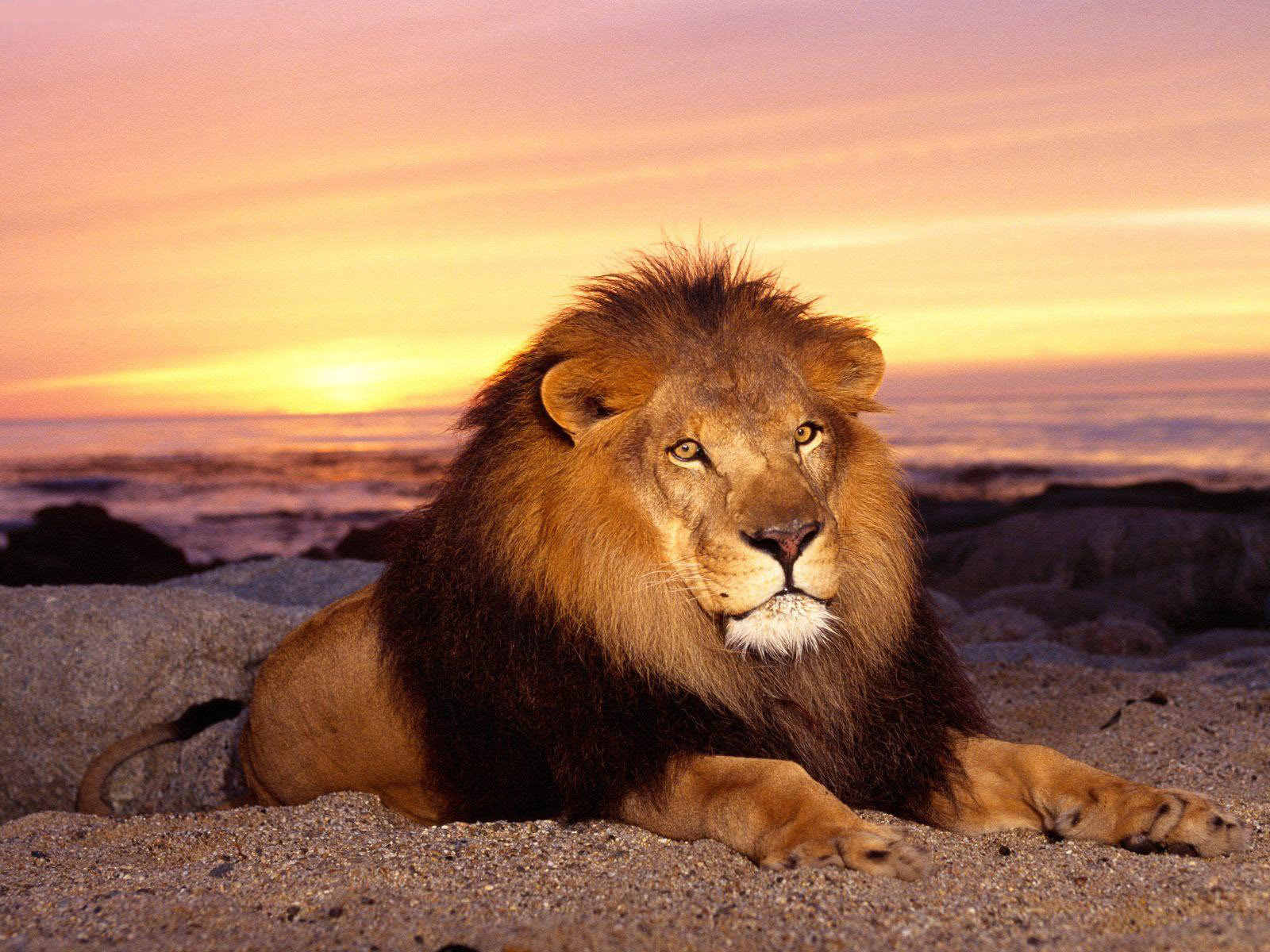 HD Lion Pictures Lions Wallpapers - HD Animal Wallpapers