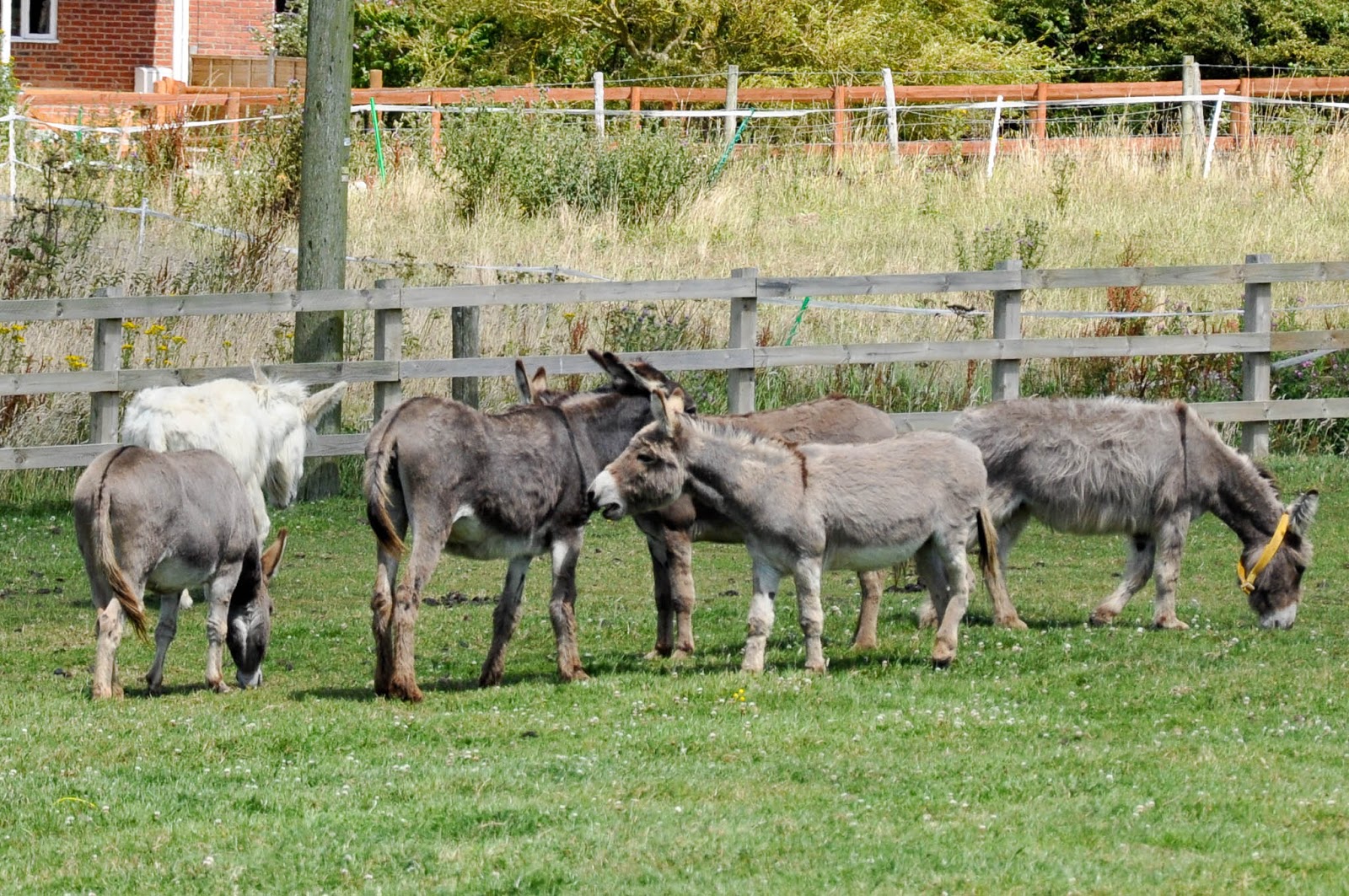 Donkeys chatting, The Donkey Sanctuary, Isle of Wight, UK