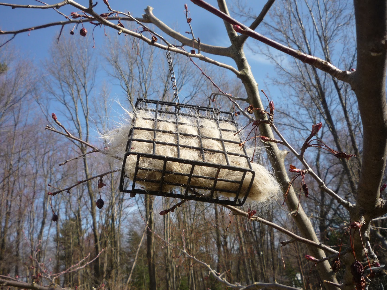 Bird house vacancies. South Burlington, VTBird nest box South