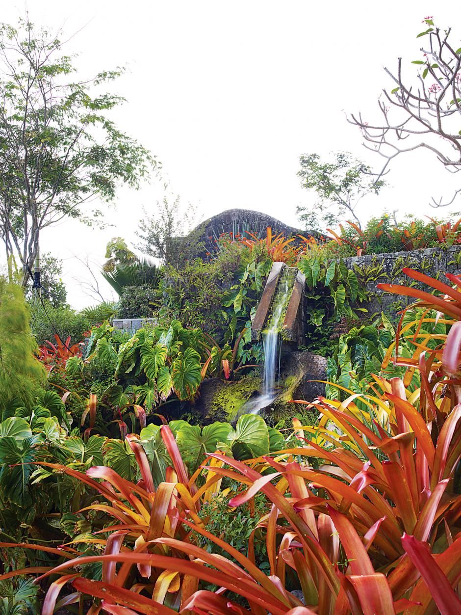 LA CYCA Jardinería Diseño de jardines El jardín tropical del Golden