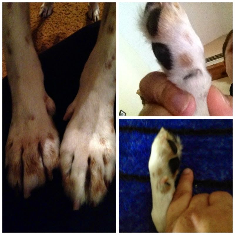 Top 97+ Pictures Torn Dew Claw Injury Pictures Superb