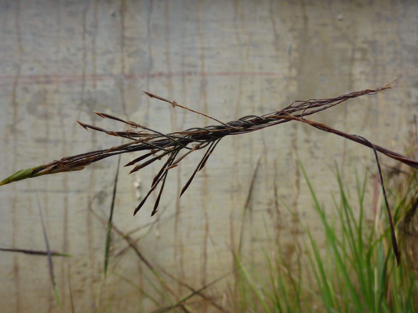 Mililani Middle School Tree Huggers Leeward Community College Visit