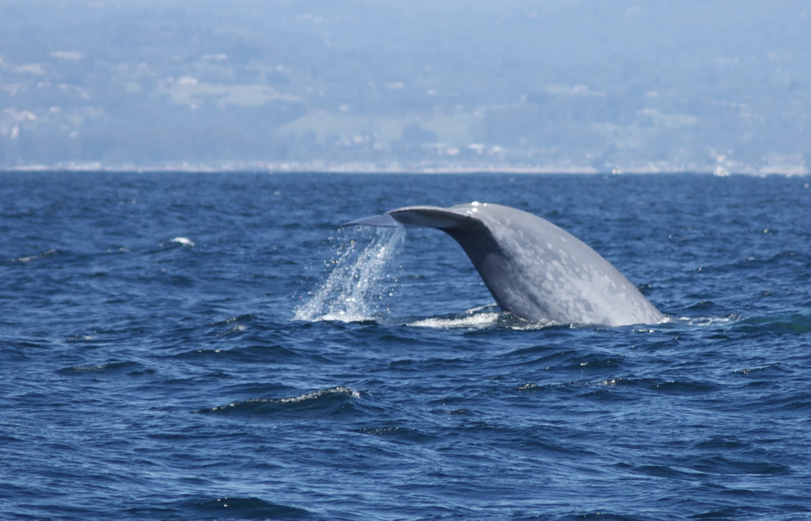 ocean whales