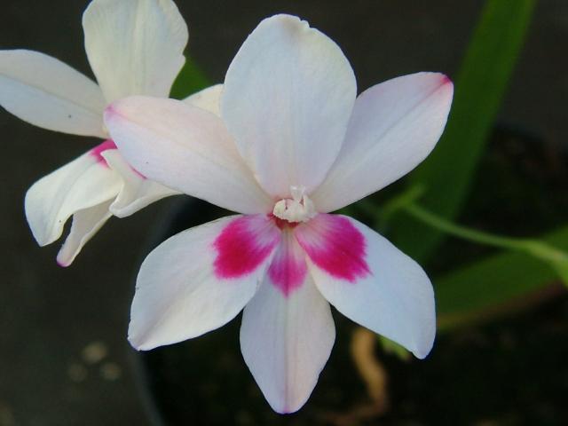 Images Of Freesia
