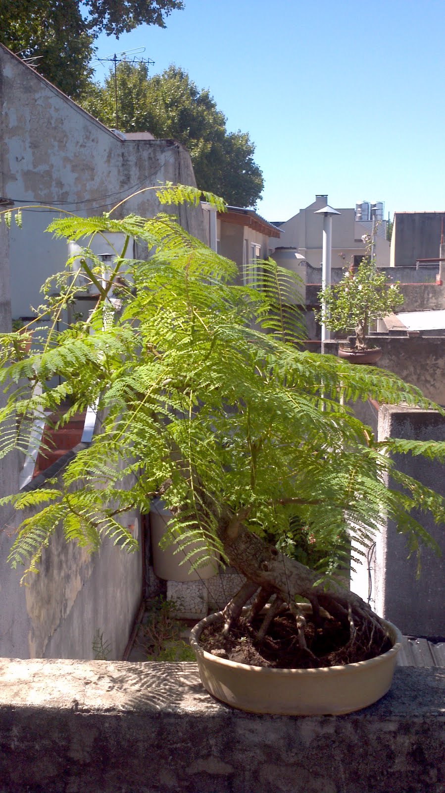 Bonsais Alejandro Manno Bonsai de Jacaranda