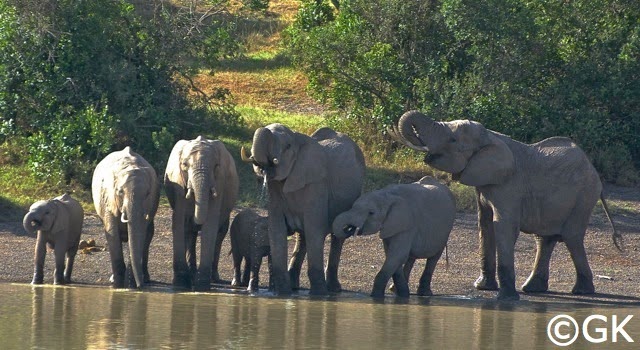 Elefantengruppe