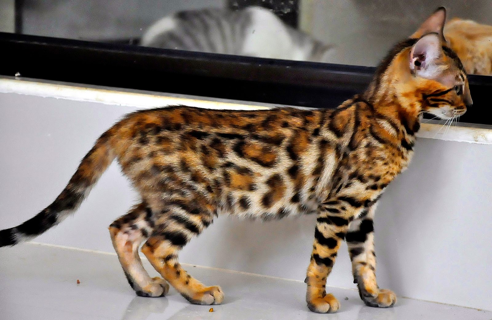 Cara Memelihara Kucing Hutan - KUCING INDO