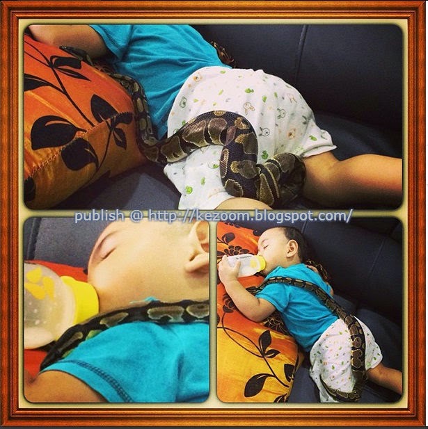 Anak Ajak Shiro Di Belit Ular Sawa