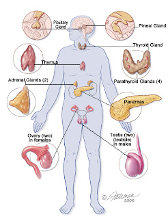 endocrine pancreas