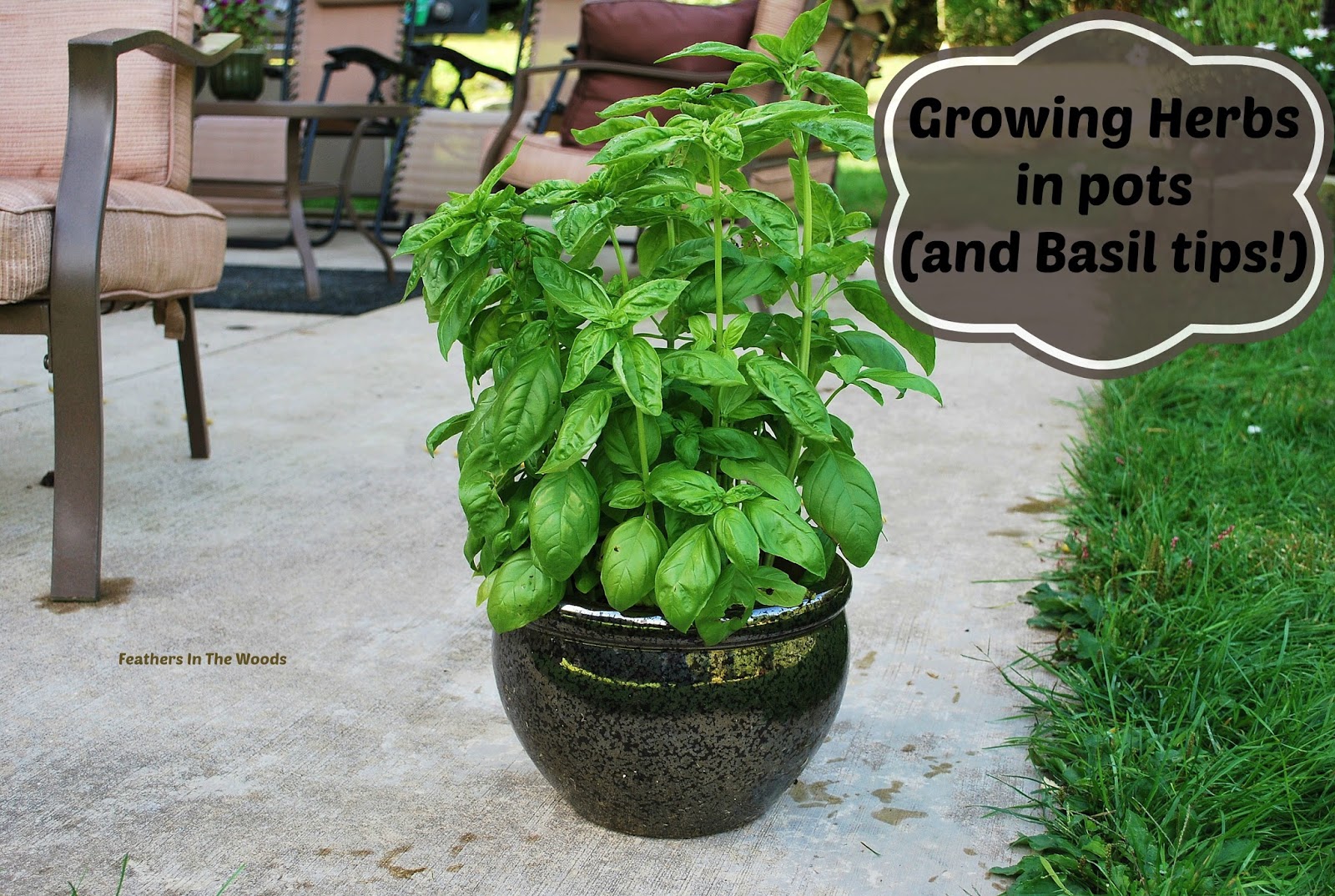 Feathers in the woods Growing Herbs in pots (and Basil tips!)