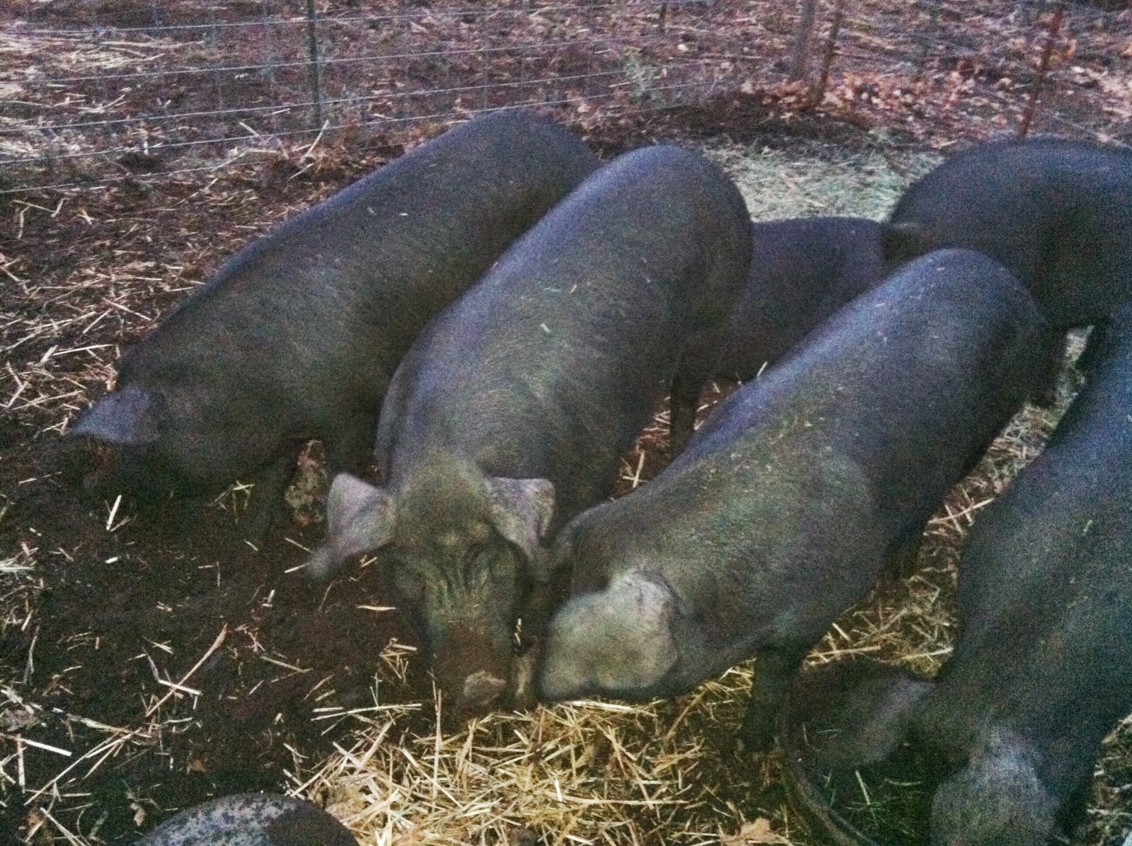 Farming Portland Local Food, Portland Sources Another Whole Pig (in