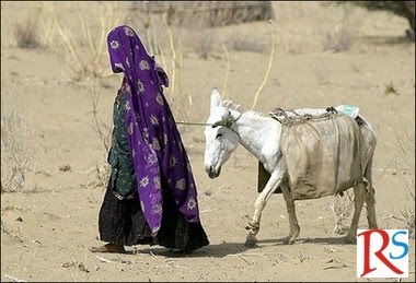 What does the donkey essay image