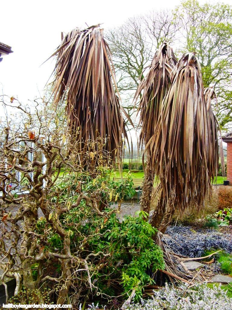 Kelli�s Northern Ireland Garden Winter Damaged Cordyline