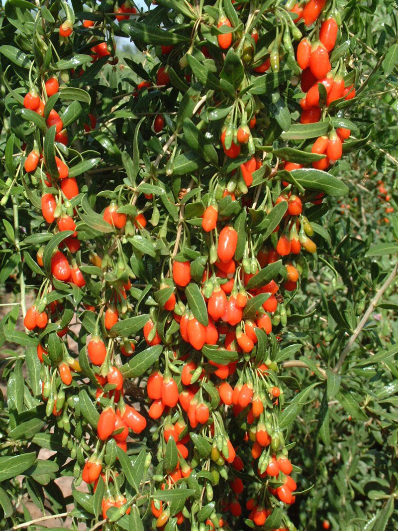 Berries of Miami Gojiberry (still Young!)