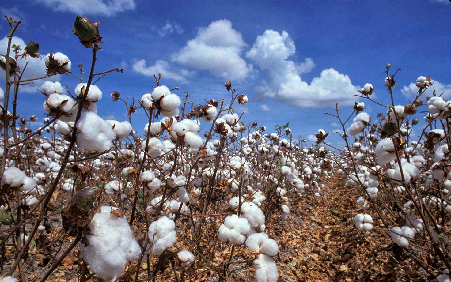 The Pinnacle of Fabric Greatness with Egyptian Cotton Shirts from GQ