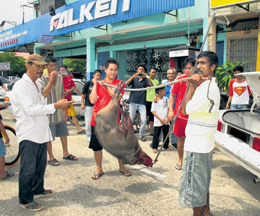 Bohsia Muar