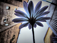 Urban Flower