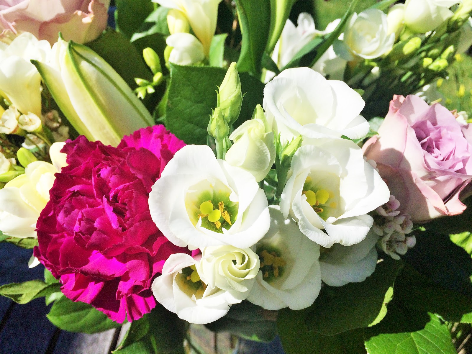 Serenata Sophie Rose