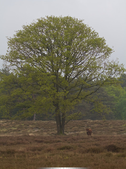 Schotse Hooglander onder Eik - Scottisch Highlander under Oak tree