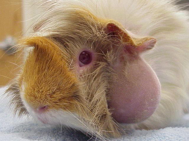 Silkie male guinea pig baby.