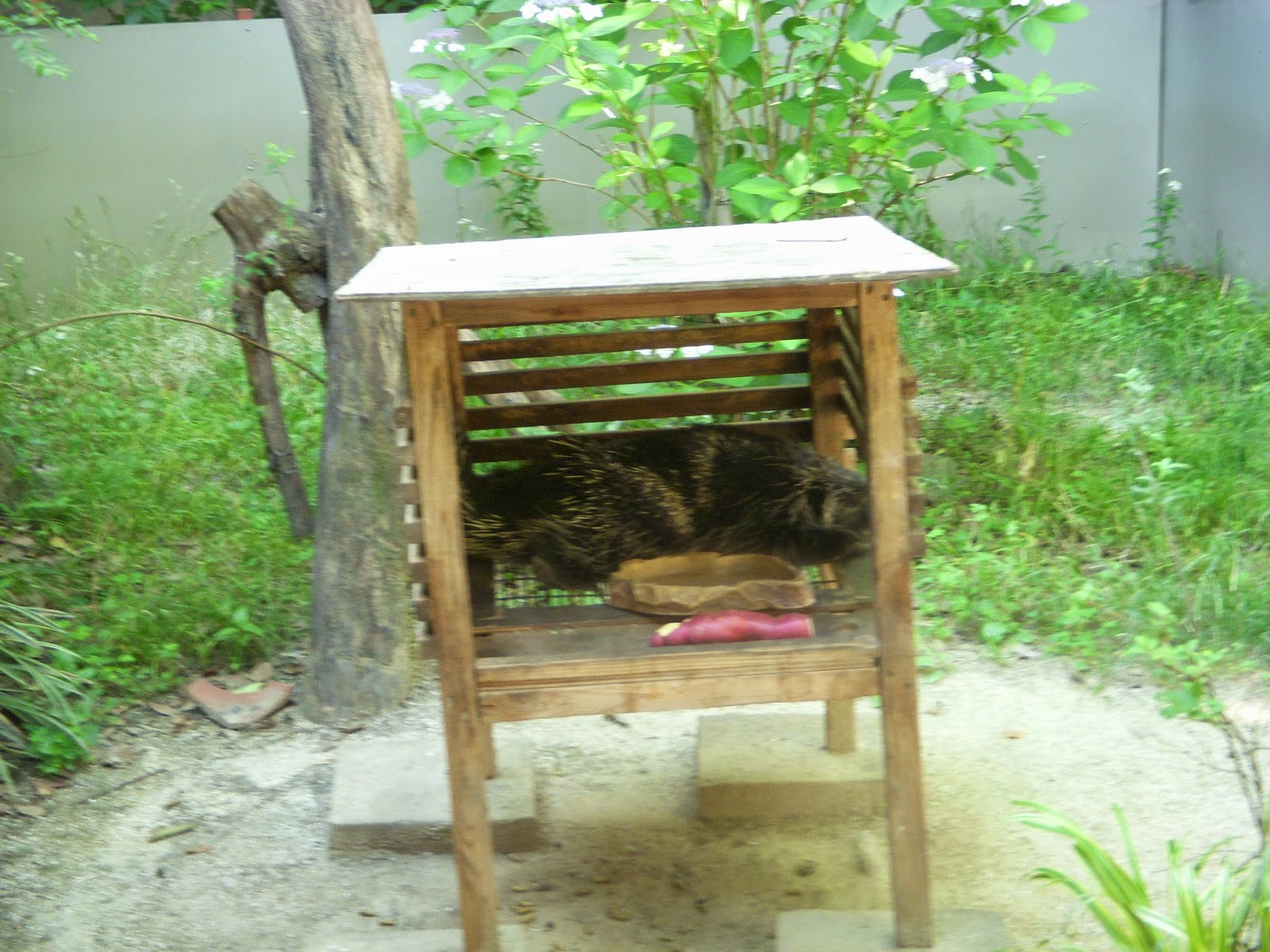 Raptormaniacs Ueno Zoo Part VI Small Mammal House