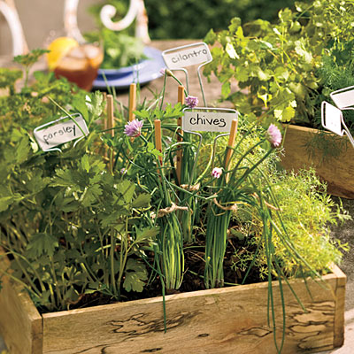 Herb Growing Tips on The Everyday Home  Container Gardening