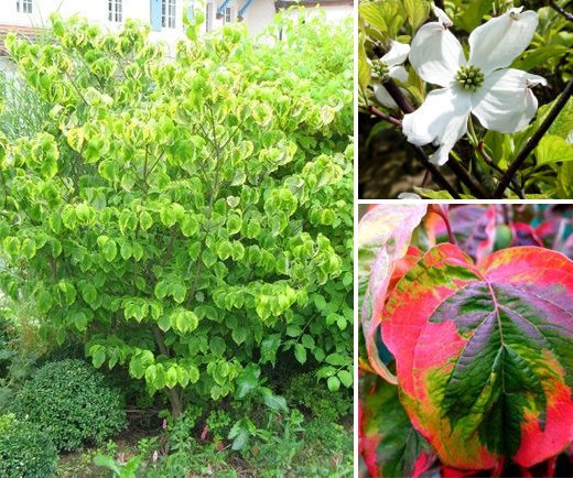 Future Plants By Randy Stewart Leucothoe