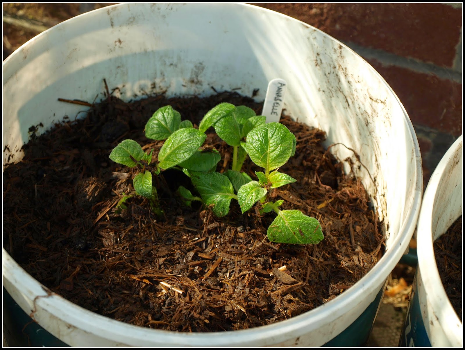 Mark's Veg Plot Earthingup potatoes