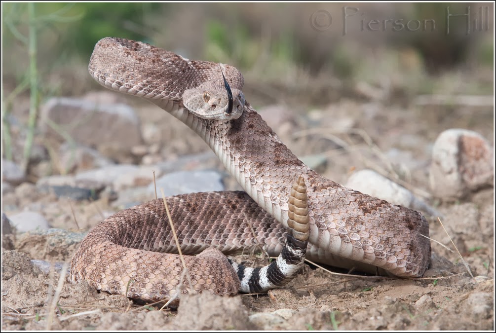 Life is short, but snakes are long The Truth About Snakebite