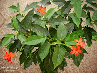 Jatropha integerrima