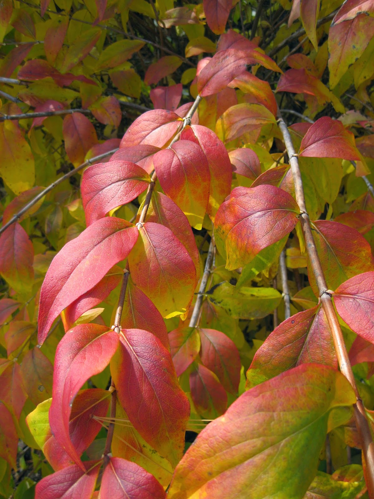 Plant Preview Pillars Of Landscape Color Grace Golden Rocket
