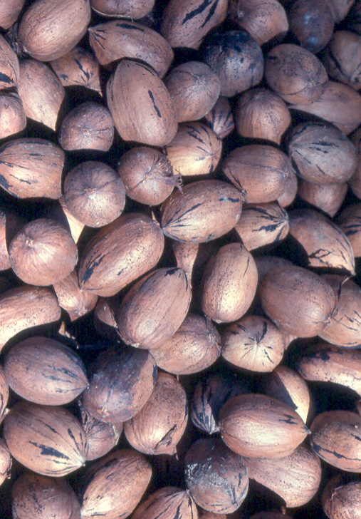 Northern Pecans 2011 Native pecan yields