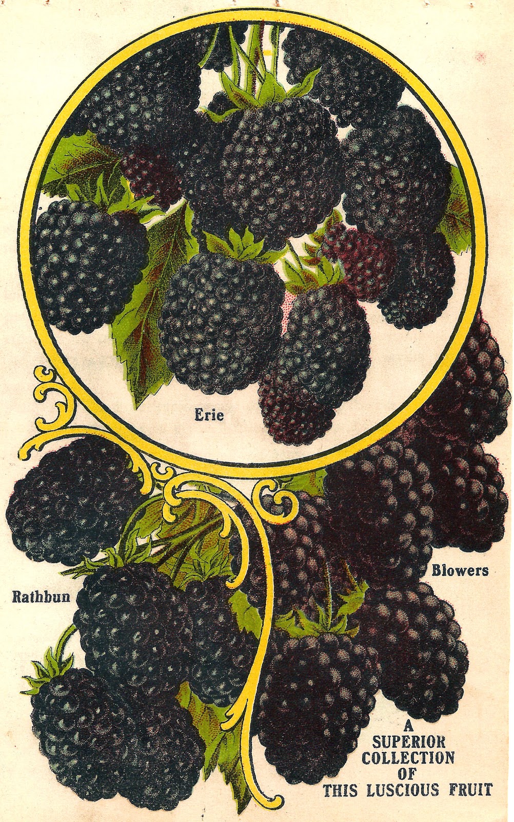 Blackberries Clip Art