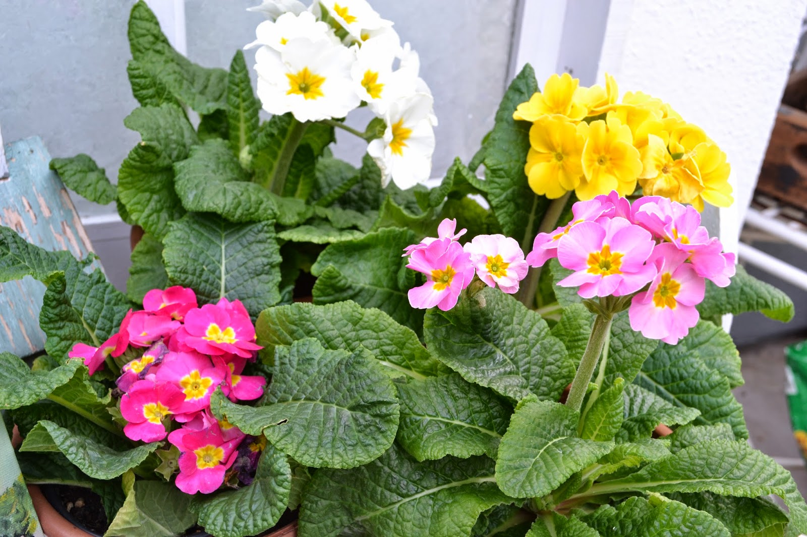My Painted Garden Winter Primroses Here There Everywhere
