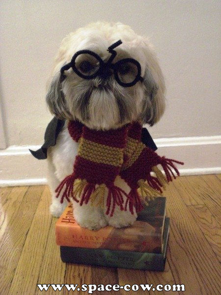 Funny+Harry+Potter+dog+costume.jpg