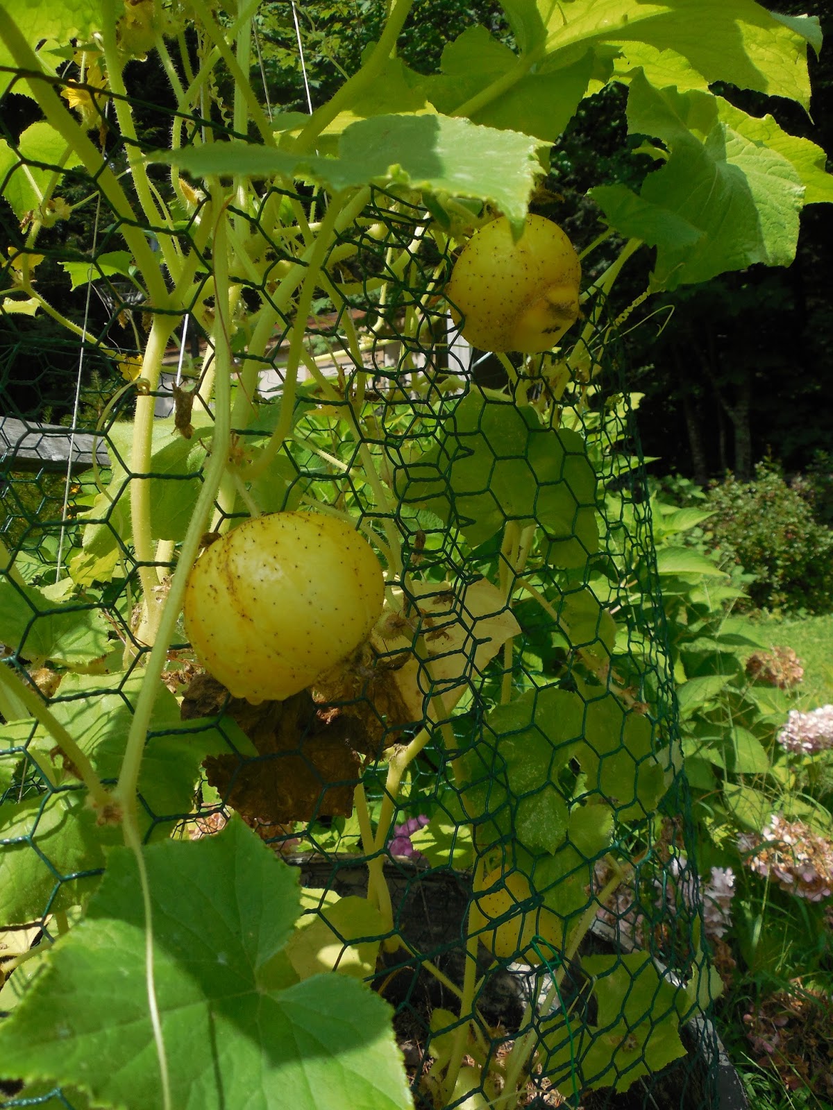 Share it! Science Glimpse of the Garden Week 22, Lemon Cucumbers