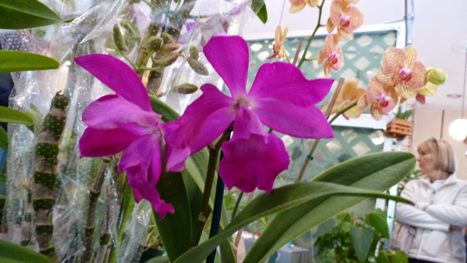 Hooray! Plants! Pictures From The Greater Orlando Orchid Society's