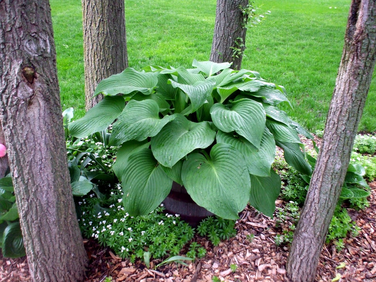 A Rose in the Garden A Rainy Day Saturday Hostas and their Companions
