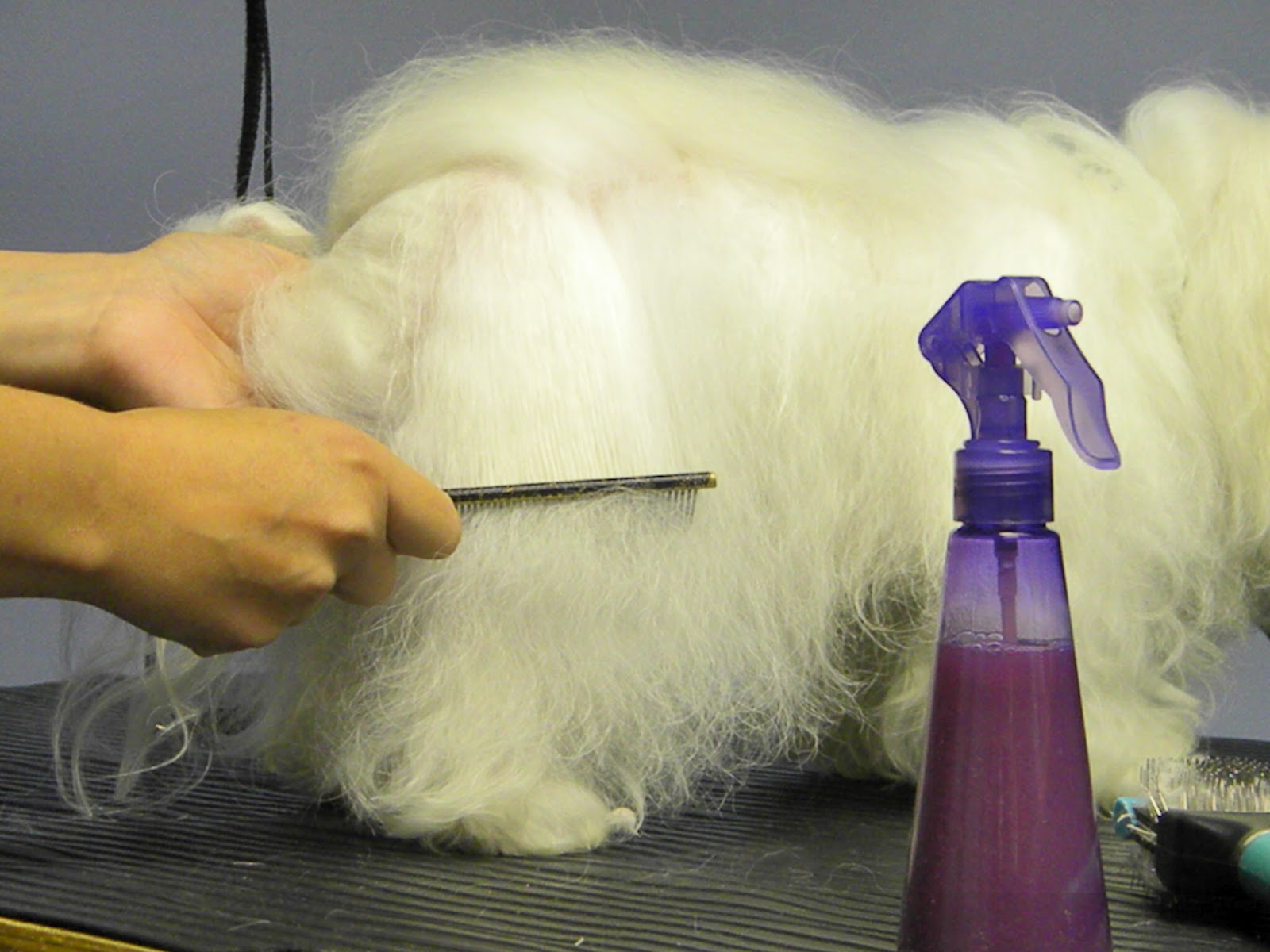 Groomer Nicole Grooming Drop Coated Dogs