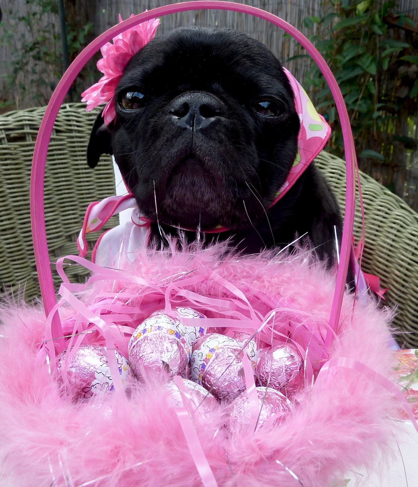 easter pug pictures